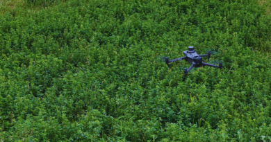 Alfalfa: desarrollan una herramienta para detectar malezas con drones comerciales