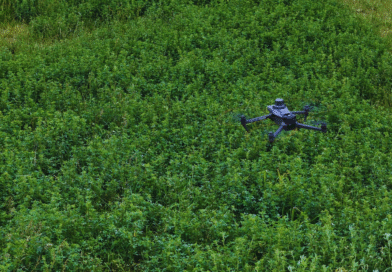 Alfalfa: desarrollan una herramienta para detectar malezas con drones comerciales