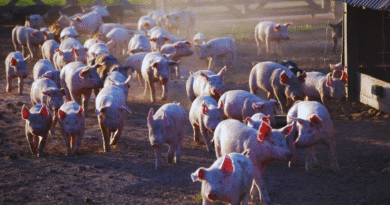 Carne porcina, entre las proteínas de mayor crecimiento en la Argentina Carne porcina, entre las proteínas de mayor crecimiento en la Argentina
