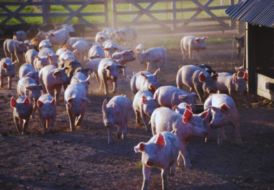 Carne porcina, entre las proteínas de mayor crecimiento en la Argentina Carne porcina, entre las proteínas de mayor crecimiento en la Argentina
