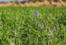 Mejoramiento genético de alfalfa: el INTA presentó innovaciones clave para sistemas productivos