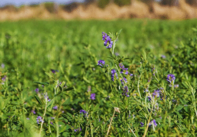 Mejoramiento genético de alfalfa: el INTA presentó innovaciones clave para sistemas productivos Mejoramiento genético de alfalfa: el INTA presentó innovaciones clave para sistemas productivos