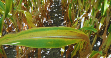 El Niño. Cómo aprovechar la lluvia para potenciar los rindes