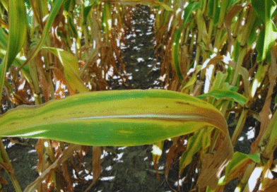 El Niño. Cómo aprovechar la lluvia para potenciar los rindes El Niño. Cómo aprovechar la lluvia para potenciar los rindes