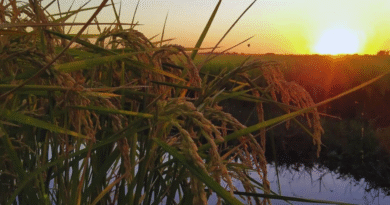 Estudian el comportamiento del arroz durante el almacenamiento poscosecha Estudian el comportamiento del arroz durante el almacenamiento poscosecha