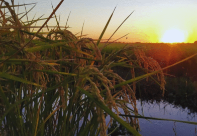 Estudian el comportamiento del arroz durante el almacenamiento poscosecha Estudian el comportamiento del arroz durante el almacenamiento poscosecha