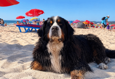 Requisitos, plazos y la opción digital que simplifica el trámite para viajar con mascotas al exterior Requisitos, plazos y la opción digital que simplifica el trámite para viajar con mascotas al exterior