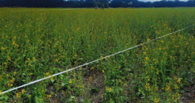 Mostaza: evalúan el cultivo para el manejo de patógenos del suelo