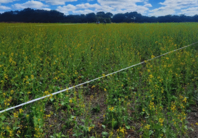 Mostaza: evalúan el cultivo para el manejo de patógenos del suelo