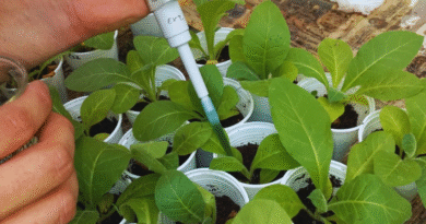 Desarrollan un bioinsumo para controlar hongos y estimular cultivos