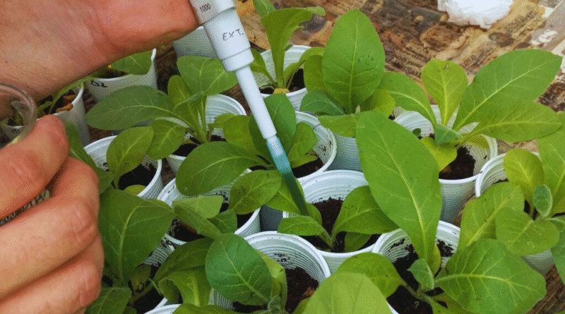 Desarrollan un bioinsumo para controlar hongos y estimular cultivos